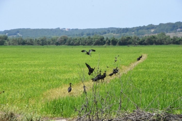 Sinop'ta g&ouml;z kamaştıran renk c&uuml;mb&uuml;ş&uuml;yle &ccedil;eltik&ccedil;i kuşları anbean kameraya yansıdı!