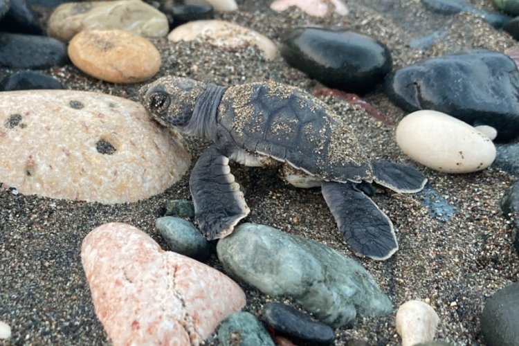 Mersin'de deniz kaplumbağası (Caretta caretta): İlk yavrularını denizle buluşturdu!
