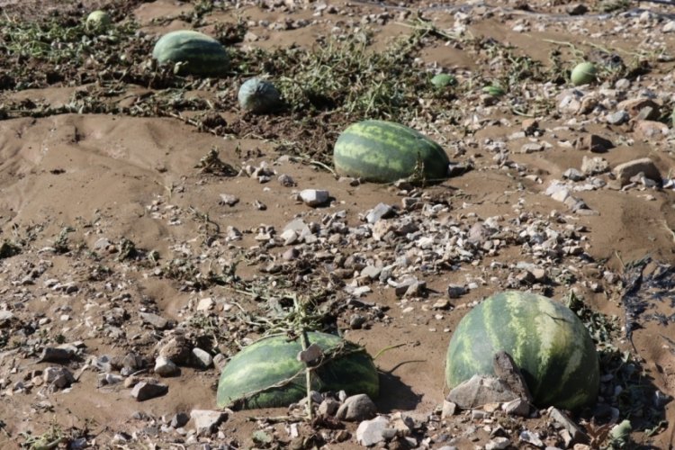Erzurum'da sel karpuz tarlasını fel&ccedil; etti!