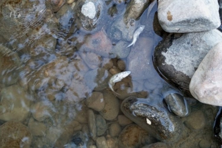 Kütahya'da gediz nehri tehlike saçıyor!