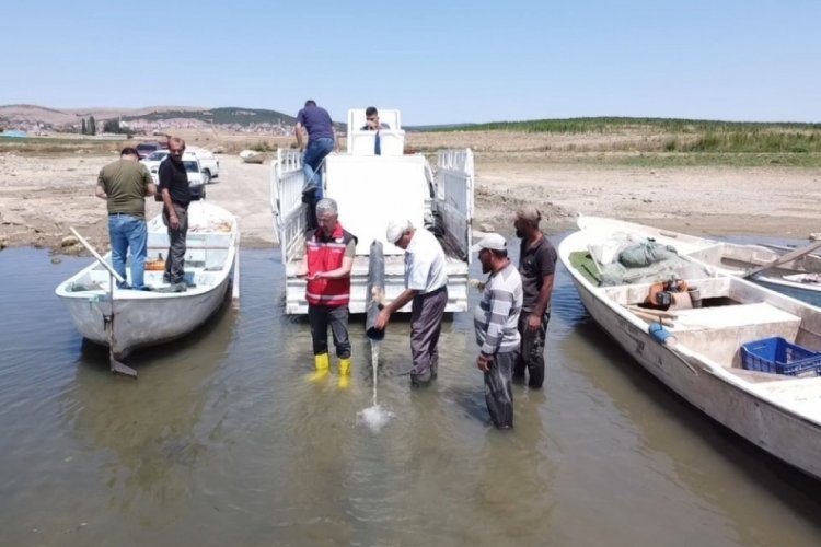 Yozgat'ta yavru sazan balığı suyla buluştu!