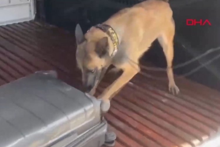 2 yaşındaki narkotik k&ouml;peği Gill'den ilk g&ouml;revinde &uuml;st&uuml;n başarı