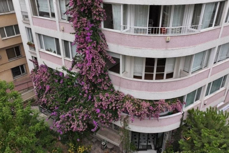 İstanbul'da apartmanı kaplayan begonvil göz dolduruyor