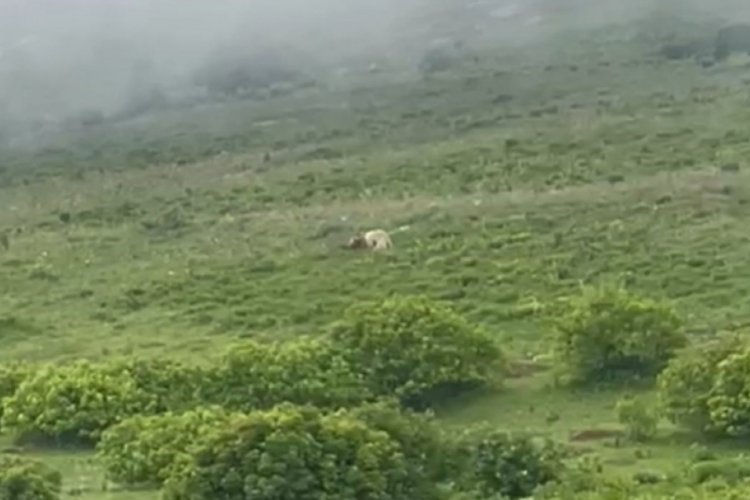 Ardahan'da aç kalan boz ayılar yaşam alanlarına akın ettiler!