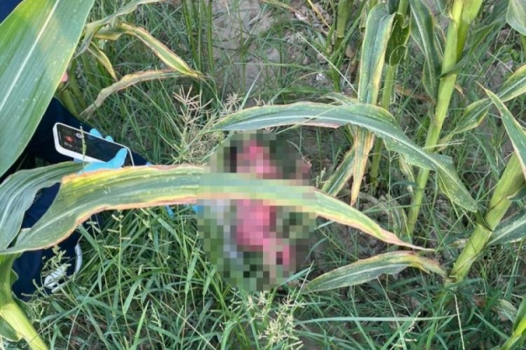 Mısır tarlasında yeni doğmuş bebek bulundu