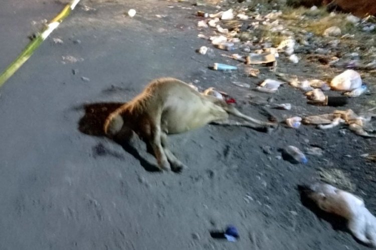 Hatay'da yol kenarındaki yemleri yiyen koyunlar telef oldu