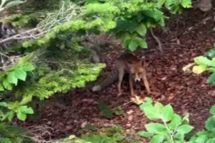 Bursa Uludağ Yolu'nda aç kalan yavru tilkiyi beslediler