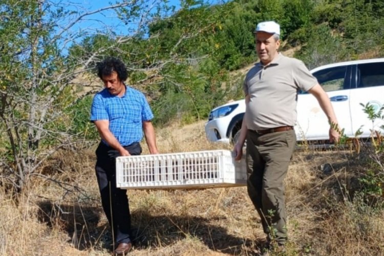 Elazığ'da kınalı keklikler doğaya bırakıldı!