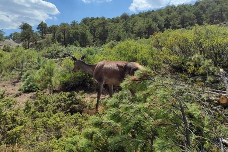 Salda G&ouml;l&uuml; &ccedil;evresindeki ormanda kızıl geyik yavrusu g&ouml;r&uuml;ld&uuml;