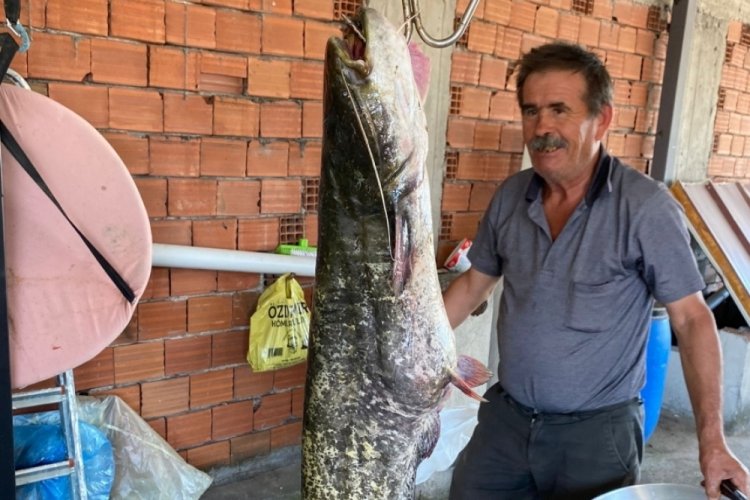 Bursa'da barajda 87 kilogramlık balık yakalandı