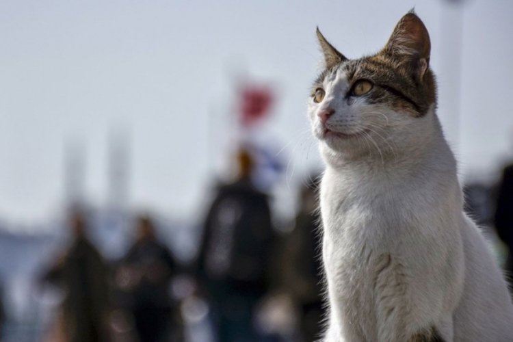 Dünya Kedi Günü nedir? Dünya Kedi Günü neden kutlanır? Dünya Kedi Günü ne zaman?