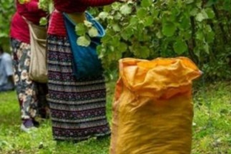 Giresun'da fındık iş&ccedil;ilerine verilecek &uuml;cret belli oldu!