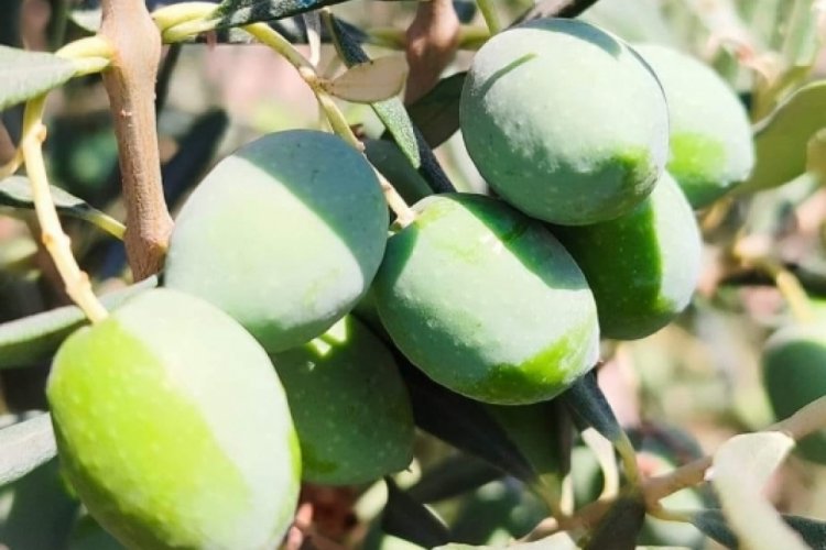 Aydın'da zeytin sineğine karşı &uuml;reticilere ila&ccedil;lama uyarısı!