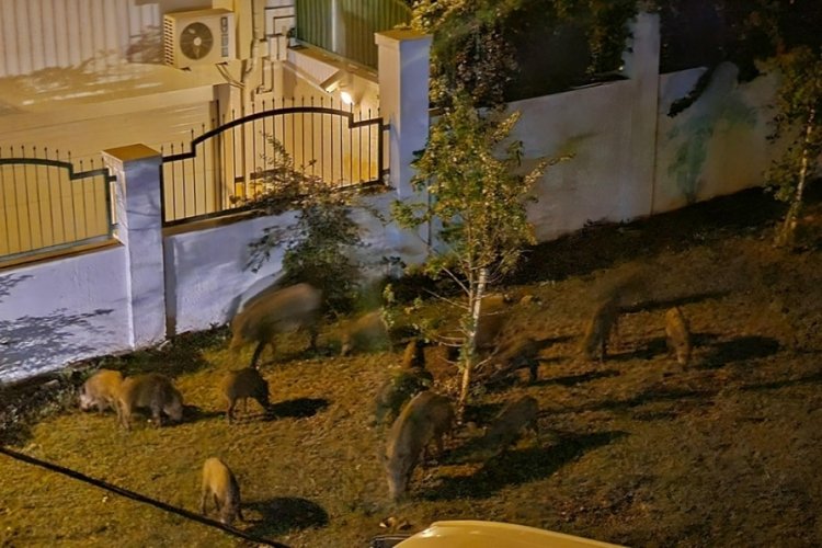 Marmaris'te yaban domuzları şehre indi
