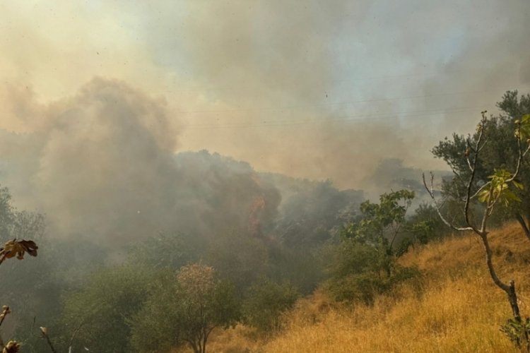 Aydın ve Muğla'da yangın: Yerleşim yerini tehdit ediyor