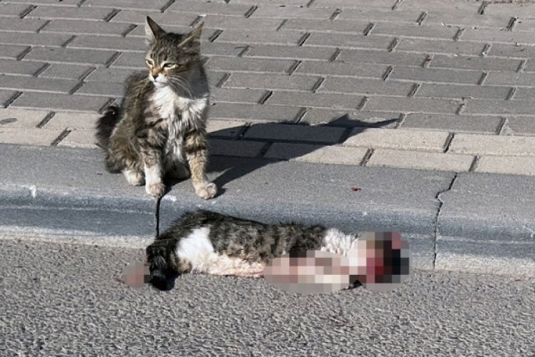 Sivas'ta aracın &ccedil;arptığı yavru kedi &ouml;ld&uuml;! Bir başka yavru kedi başında bekledi