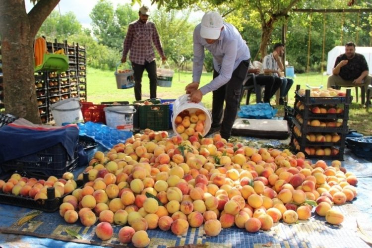 Samsun'da şeftali hasadı &ccedil;ift&ccedil;ilerin y&uuml;z&uuml;n&uuml; g&uuml;ld&uuml;r&uuml;yor