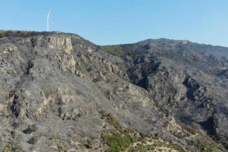Aydın'da orman yangınından geri kalan acı tablo ortaya &ccedil;ıktı