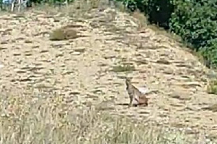 Tunceli'de kırmızı listede yer alan  'Vaşak' kameraya yansıdı!