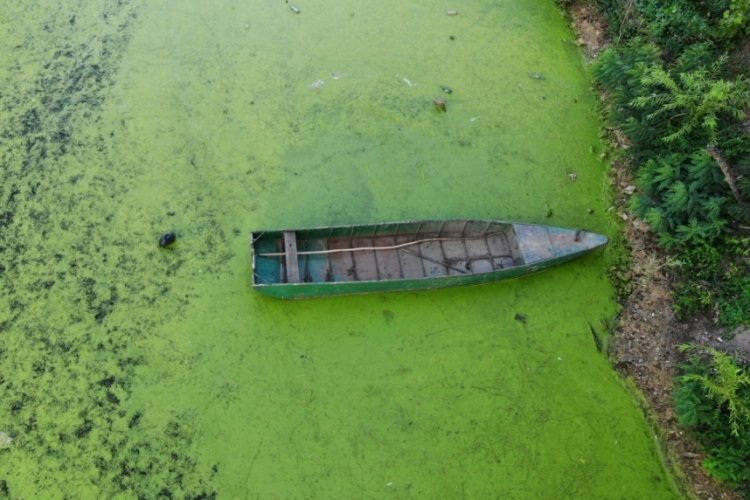 Edirne tunca nehri'nde kuraklık &ccedil;anları &ccedil;aldı:Nehir yosunlara b&uuml;r&uuml;nd&uuml;!