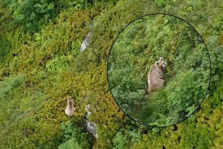Rize'de yaylada koşturan boz ayı drone ile havadan g&ouml;r&uuml;nt&uuml;lendi