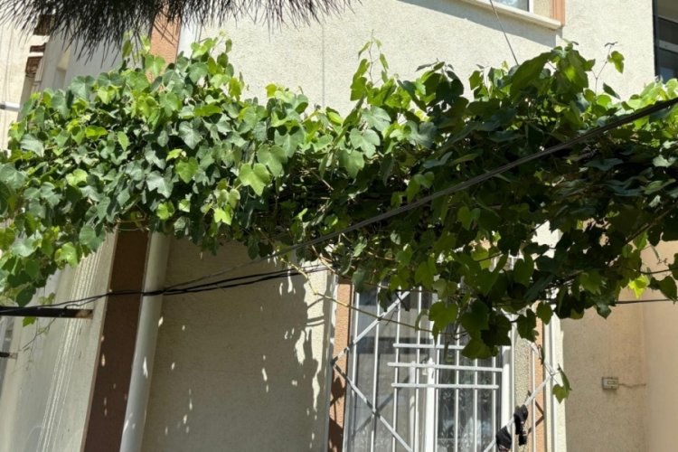 Bursa'da 4'&uuml;nc&uuml; kat balkonundan d&uuml;şen 1 yaşındaki Sahra, &uuml;z&uuml;m asmasına takıldı