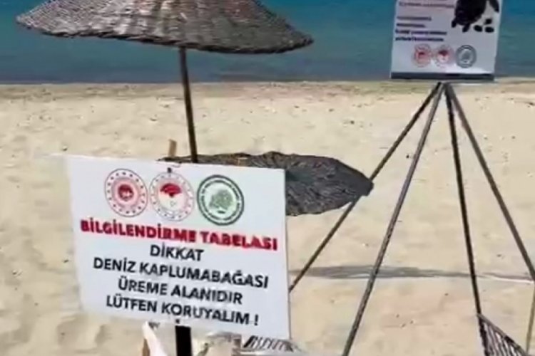 Edirne'de yavru caretta carettalar koruma altına alındı!