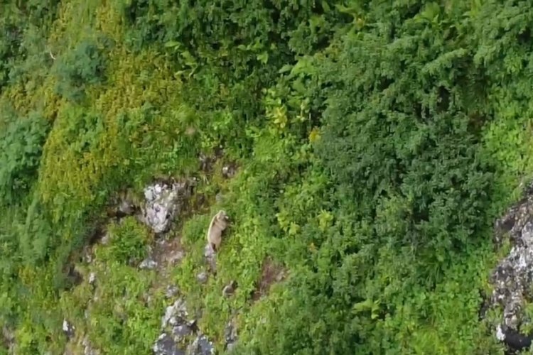 Rize'de yaylada yiyecek arayan boz ayı drona yakalandı!