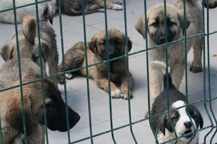 Hayvan barınağı &ccedil;evresinde 11 &ouml;l&uuml; k&ouml;pek bulundu