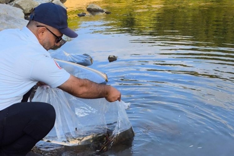 Yalova'da  proje kapsamında :G&ouml;letlere yavru sazan balıkları salındı!