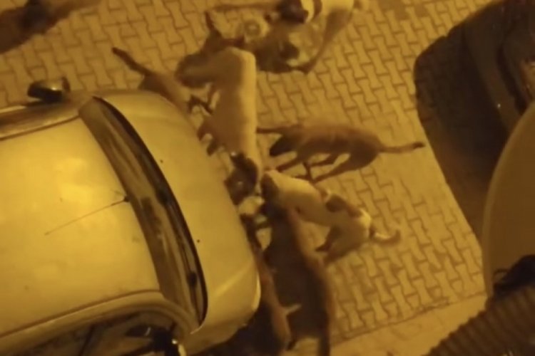 Elazığ'da sokak k&ouml;pekleri kediyi par&ccedil;aladı
