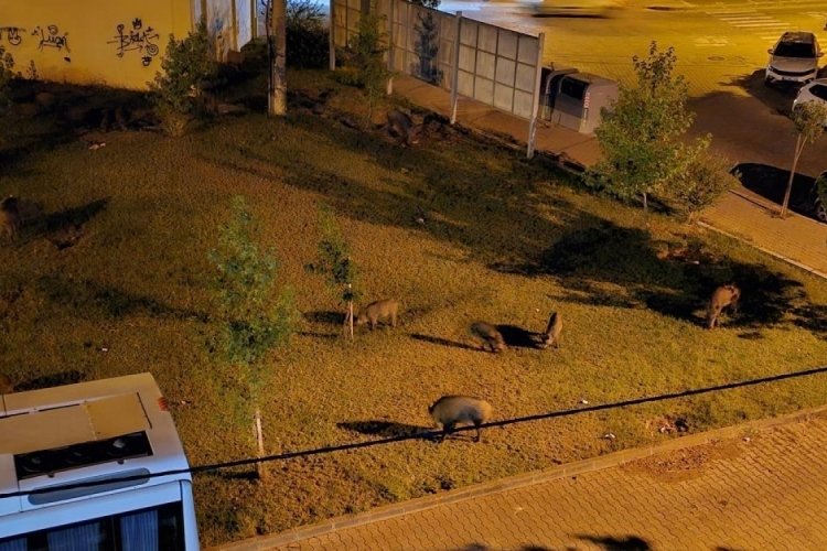 Marmaris'te yaban domuzları şehir merkezine indi
