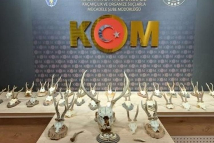 Kahramanmaraş'ta yaban hayvanlarına ait boynuz ve kafatasları ele ge&ccedil;irildi