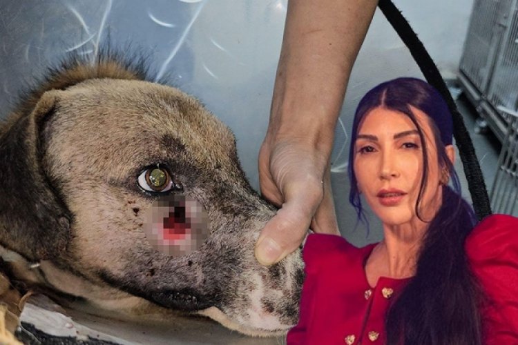 Hande Yener saldırıya uğrayan k&ouml;peği sahiplendi!