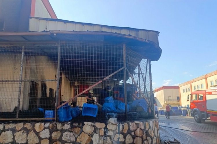 Bursa'da zeytin işleme tesisinde yangın!
