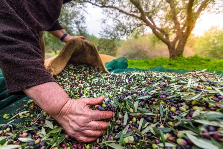 Aydın'ın &ouml;nemli &uuml;r&uuml;nlerinden sofralık zeytin, ihracatta 200 milyon dolara koşuyor