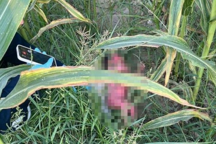 Mısır tarlasında bulunan bebeğin ardından dram &ccedil;ıktı: Anne 15, baba 16 yaşında