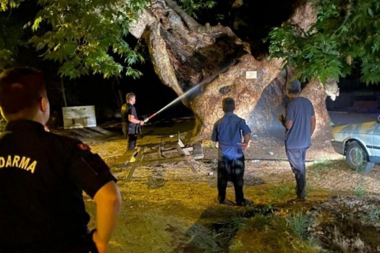 Osmaniye'de tarihi &ccedil;ınar ağacı i&ccedil;ten i&ccedil;e yandı