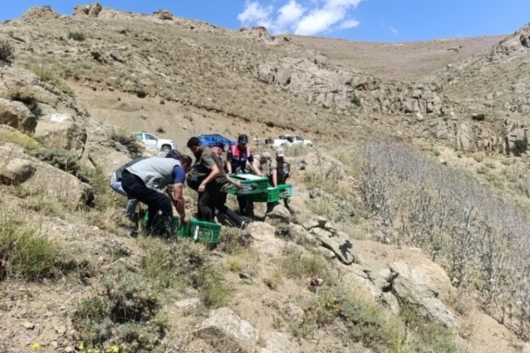Ağrı'da 125 keklik doğaya bırakıldı