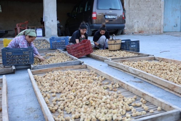 Aydın'da incir sezonu a&ccedil;ıldı:&Uuml;retticinin tatlı telaşı başladı!