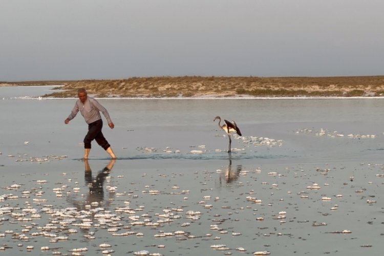 Aksaray'da u&ccedil;arken &ccedil;iftliğe d&uuml;şen yavru flamingo :Tuz G&ouml;l&uuml;'ne salındı!