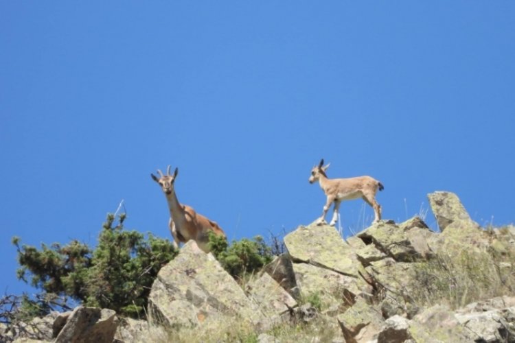 Erzurum'da yaban ke&ccedil;ilerin sayımları titizlikle devam ediyor!