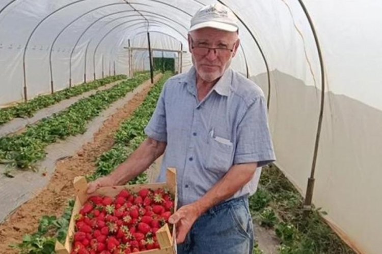 Hobi olarak başladı! Yılda 6 ton &ccedil;ilek elde ediyor