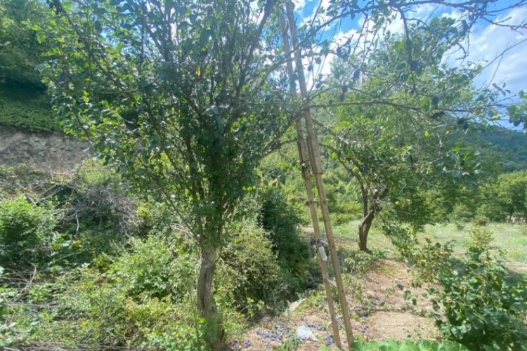 Bursa'da erik ağacından d&uuml;şen adam ağır yaralandı