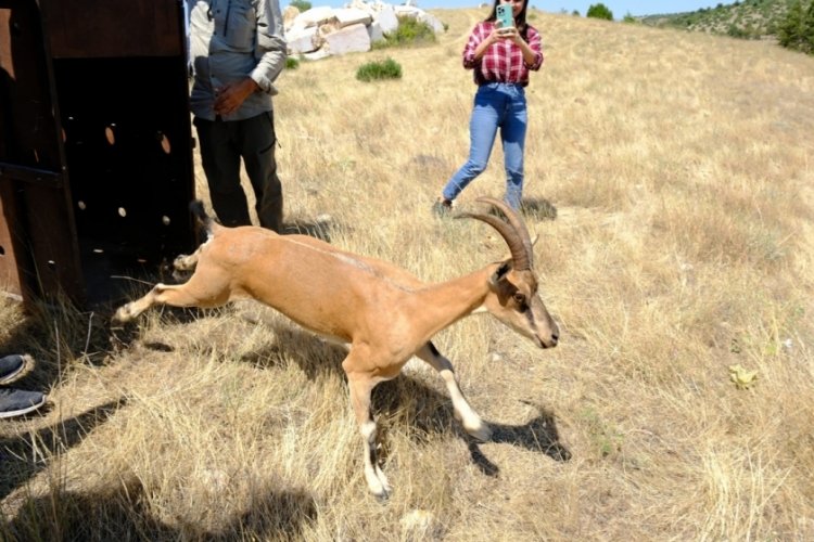 Yozgat'ta proje kapsamında doğaya  5 dağ ke&ccedil;isi salındı!
