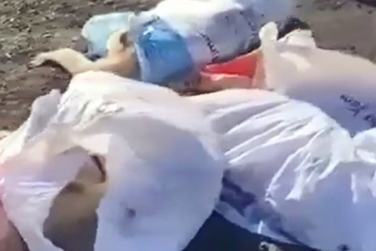 15 k&ouml;peği &ccedil;uvallara doldurup attılar! Edirne'de korkun&ccedil; g&ouml;r&uuml;nt&uuml;ler