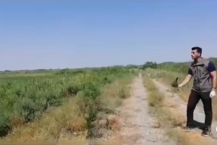 Iğdır'da yaralı kerkenez kuşu tedavi altına alındı!