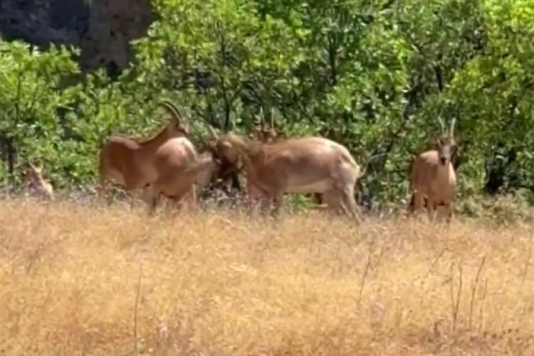 Tunceli'de yaban ke&ccedil;ilerinin sevimli halleri objektiflere takıldı!