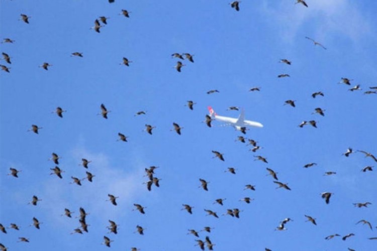 İstanbul hava sahasında 'leylek' alarmı