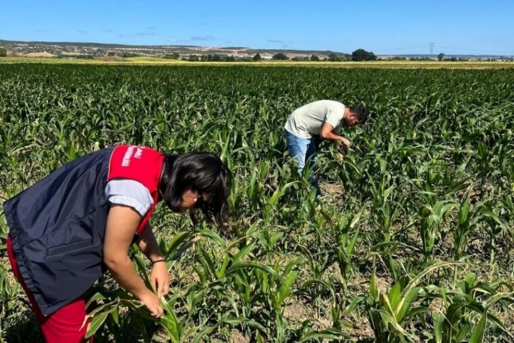 Kırklareli'nde ekipler yerli cins mısır çeşitlerinin oluşumunu inceledi!